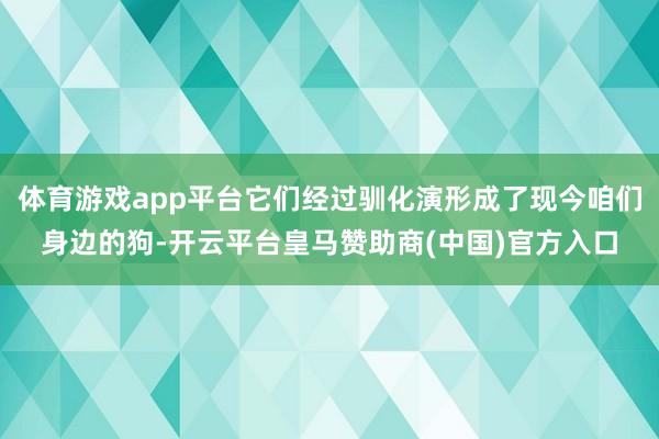 体育游戏app平台它们经过驯化演形成了现今咱们身边的狗-开云平台皇马赞助商(中国)官方入口